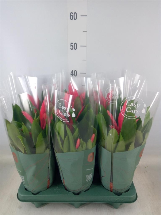 <h4>Vriesea  'Intenso Pink'</h4>