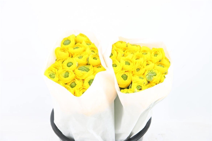 <h4>Ran Cloni Ex Omega</h4>