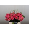 Dahlia Doris Duke