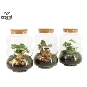 90579: Terrarium arrangement