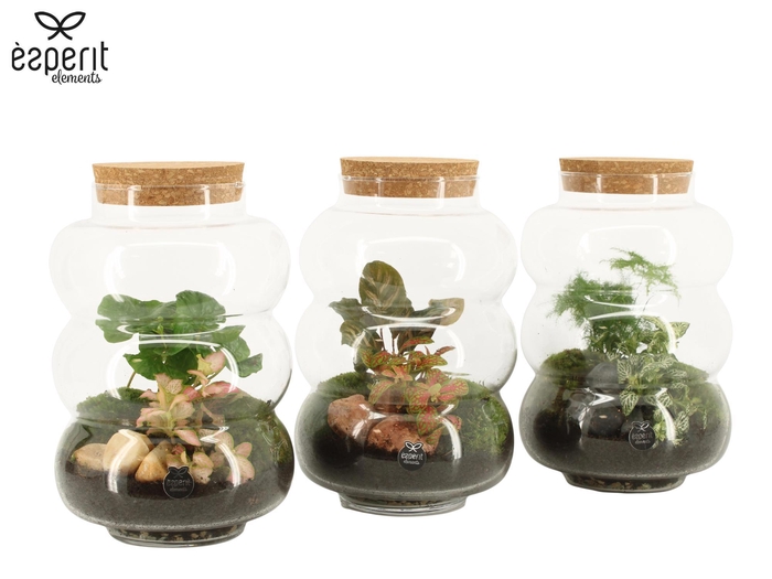 <h4>90579: Terrarium arrangement</h4>
