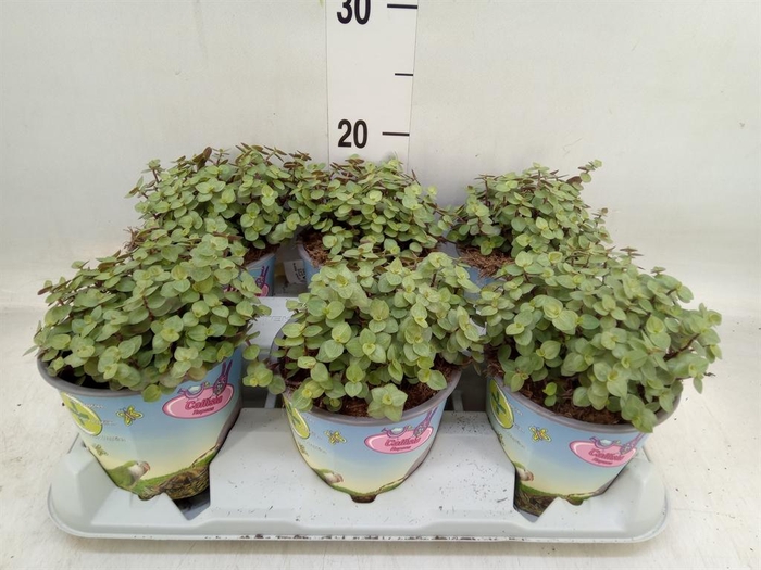 <h4>Callisia repens</h4>