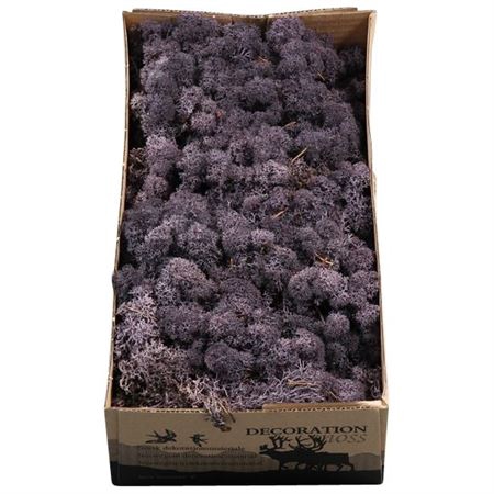 <h4>Ijslandmos (reindeer) Aubergine</h4>