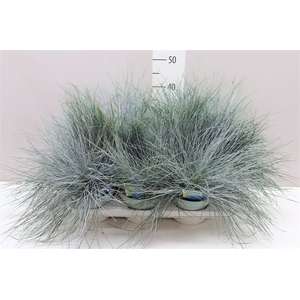 Festuca Gl. Intense Blue