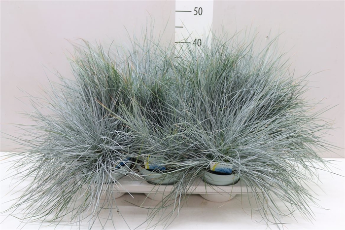 <h4>Festuca Gl. Intense Blue</h4>
