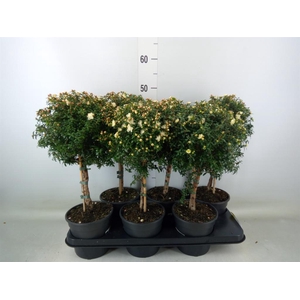 Myrtus communis