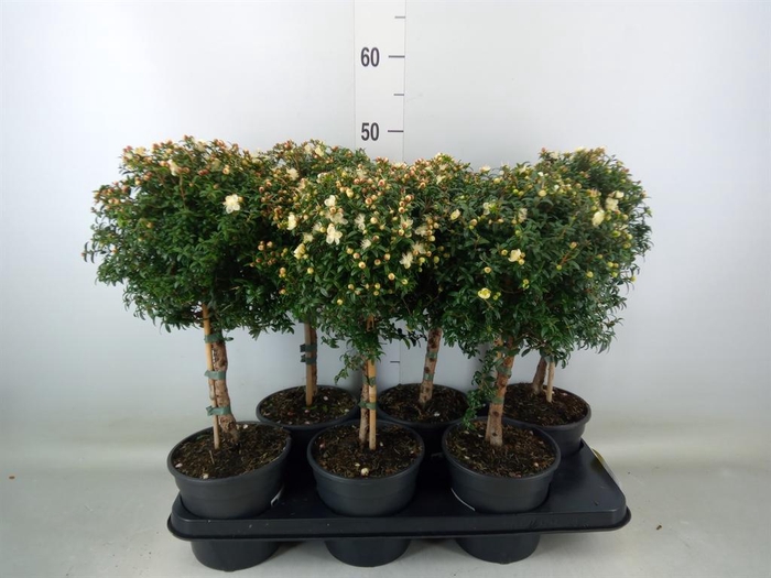 <h4>Myrtus communis</h4>