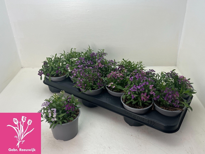 <h4>LOBULARIA OV</h4>