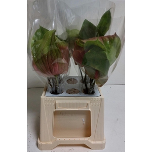 Anthurium Peruzzi