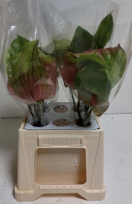 <h4>Anthurium Peruzzi</h4>