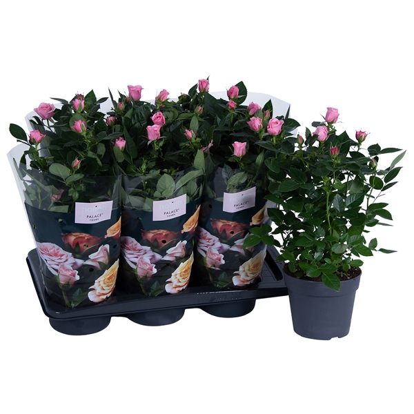 <h4>Nolina Roses Ø 17 cm Light pink</h4>