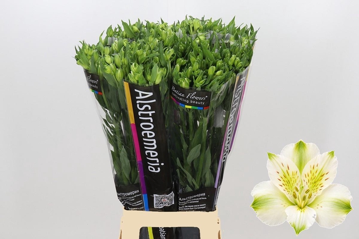 <h4>Alstroemeria Florinca Paradiso</h4>