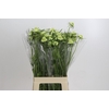 Scabiosa atropurpurea Focal Scoop White