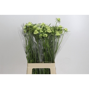 Scabiosa Scoop White