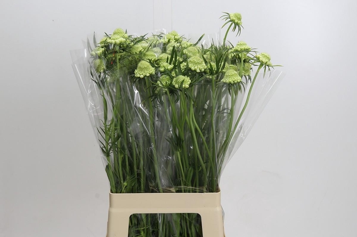 Scabiosa Scoop White