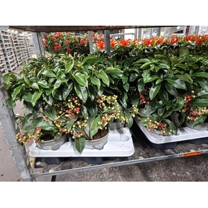 Ardisia crenata