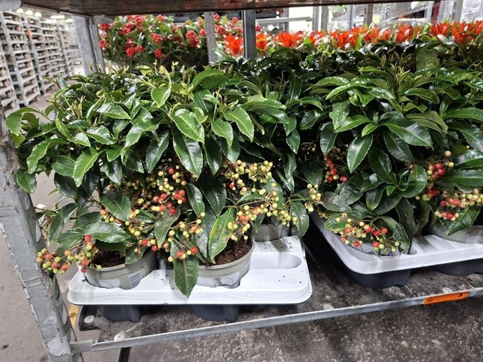 Ardisia crenata