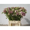 Aquilegia Nora Barlow