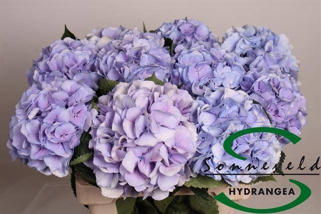 <h4>HYDR M ROYAL SUPREME</h4>
