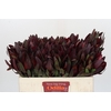 Leucadendron Saf Sunset Dark R.