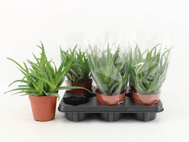 <h4>ALOE ARBORESCENS</h4>