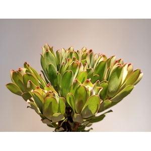 Leucadendron Mountain Rose
