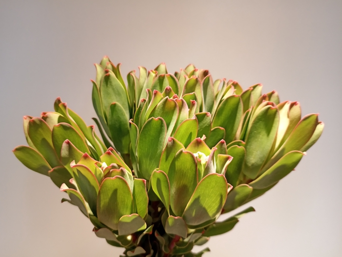 <h4>Leucadendron Mountain Rose</h4>