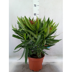 Nerium oleander   ...