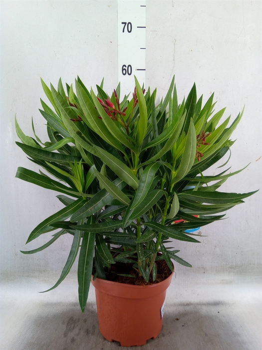 <h4>Nerium oleander   ...</h4>