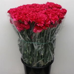 Di St Aglianico X 160