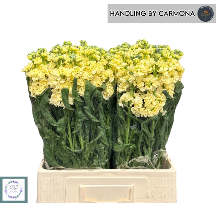 <h4>MATTH IRON D YELLOW</h4>