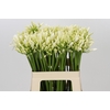 Agapanthus Gletsjer