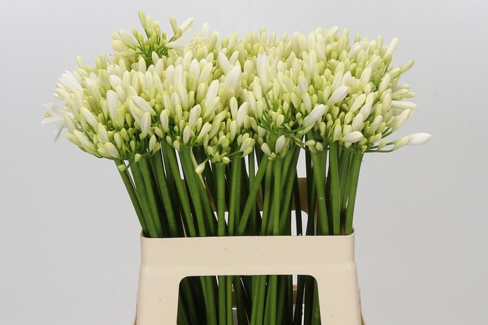 Agapanthus Gletsjer