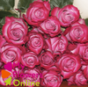 R Gr Deep Purple Lavander HV 50cm EC