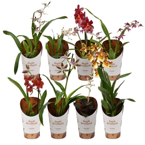 ORCHIDEEEN OVERIG