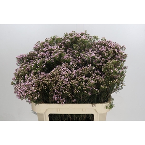 Chamelaucium Jupiter Solar