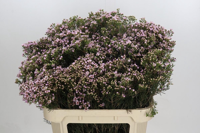 Chamelaucium Jupiter Solar