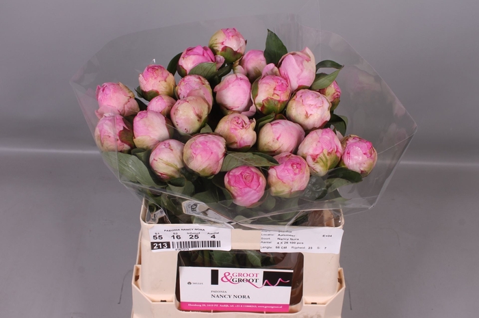 <h4>Paeonia Nancy Nora</h4>