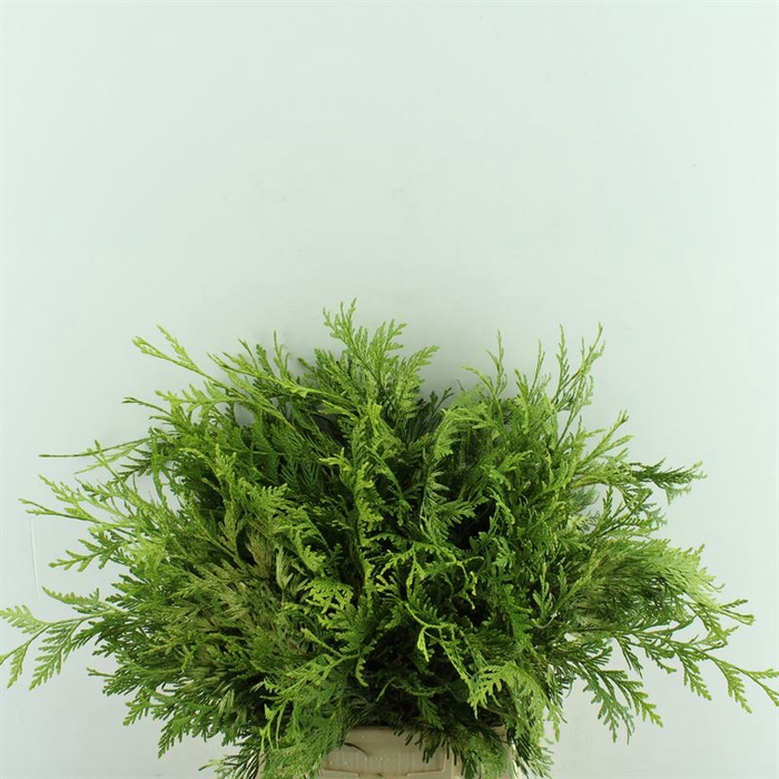 <h4>Conif.Thuja Zebrina</h4>