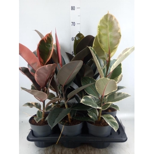 Ficus elastica   ...