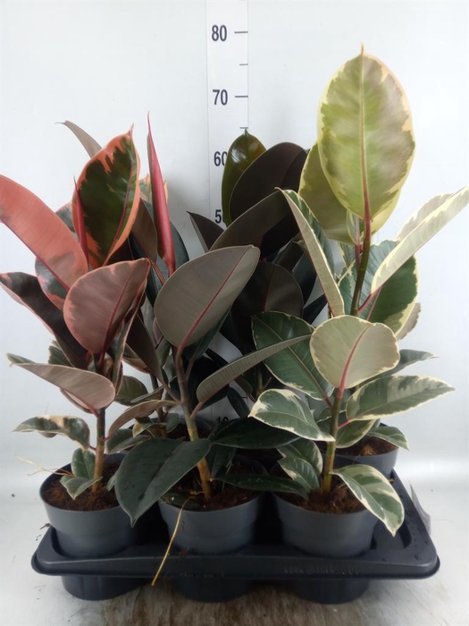<h4>Ficus elastica   ...</h4>