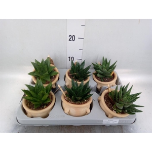 Aloe ...mix