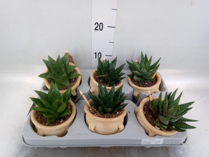 <h4>Aloe   ...mix</h4>