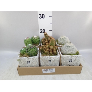 Arr.   Kamerplant Groen L%
