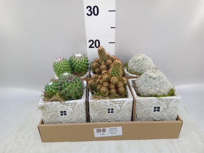 <h4>Arr.   Kamerplant Groen L%</h4>