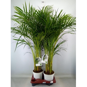 Dypsis lutescens   ...Chrysalidoca