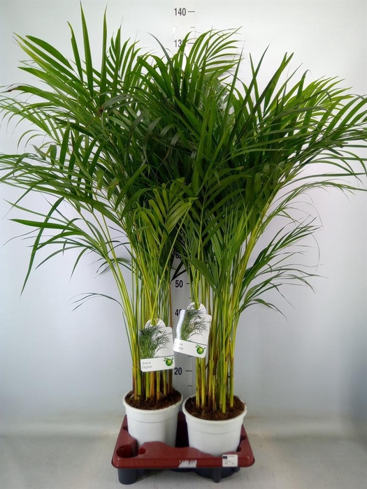 <h4>Dypsis lutescens   ...Chrysalidoca</h4>