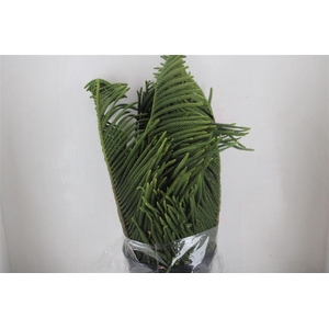 Araucaria Araucana P Bunch