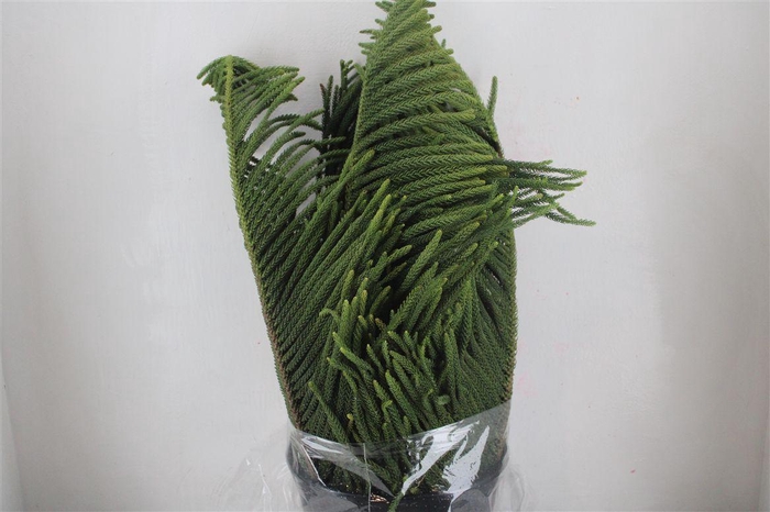 <h4>Araucaria Araucana P Bunch</h4>