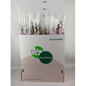 Phalaenopsis   ...mix